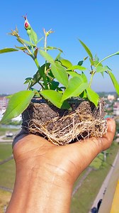 10K views · 111 reactions | Watch how to grow rose plant from stem | Quick & effective guide #fblifestyel #shortsvideos #reels #fblifestyle #shorts #gardening | DIY IndoorGarden | Facebook