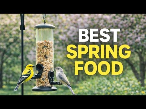 Feeding Birds in Spring: The Foods That Matter Most