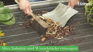 Eure Orchideen brauchen etwas mehr Platz? In unserem Praxis-Video zeigt euch Orchideen-Experte Stefan Reisch von der Insel Mainau, wie ihr Orchideen schnell und richtig umtopft. | Mein schöner Garten