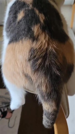 ＊have a nice day＊ #癒し猫 #動物癒し動画 #保護猫 #猫好き #猫動画 #猫癒し動画 #猫あるある #保護猫を家族に #猫と暮らす #猫のいる生活 #おすすめ