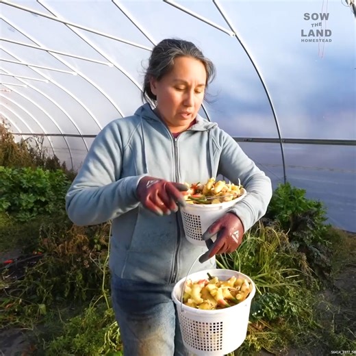 We Grew A LOT of Ginger #GingerHarvest #GardenGrowing #HomegrownFood #PreservingTheHarvest | Sow the Land