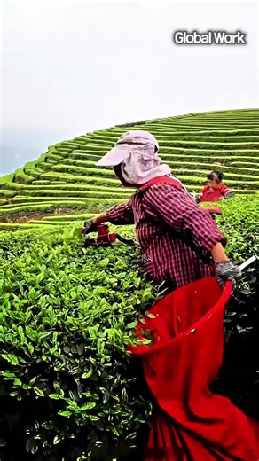 농업용 휴대용 찻잎 채취 기계를 활용한 효율적인 차 수확 공정 #worker #process #farm #plantation #tealeaves