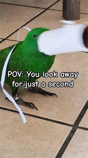 Rio’s Paper Shredding Party! 🧻 | Eclectus | Michelle Goosen #parrotsound #naughtybird