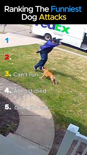 The Craziest Dog Attacks Ever Ranked 😱⚠️