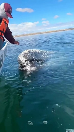 Helping whales clean up barnacles. #whale #whales #humpbackwhale #whalewatching #whalelover #whalelife #whalephotography #killerwhale #whalebreaching #whalesofinstagram #oceanlife #marinelife #conservation #savethewhales | Whale World