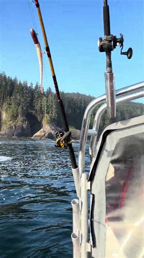Neah Bay is my favorite place to fish. The scenery is unparalleled. What a memorable trip.