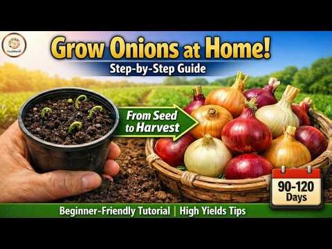 🌱 Ultimate Guide to Growing Onions at Home: From Seed to Harvest (Step-by-Step Tutorial) 🌱