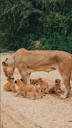 Lion Cub’s Cutest Sounds 🦁❤️