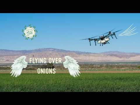 Flying over onions