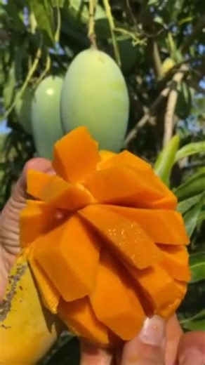 Raw mango pickle 🥭|#shorts #viral #mango #manga #fruit #youtubeshorts #shortsfeed