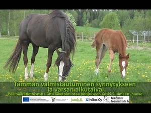 PÄMÄ-info: Tamman valmistautuminen synnytykseen ja varsan alkutaival