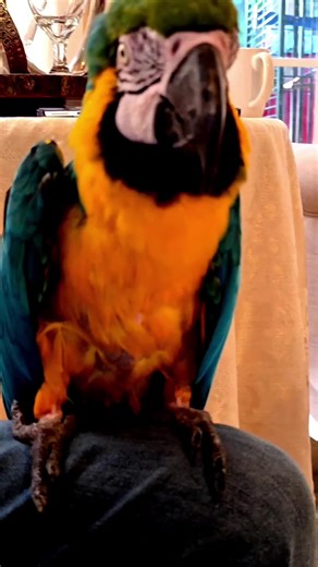 Help Save More Birds at Tropical Avian Oasis