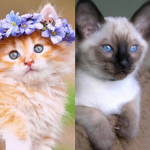 😻 SmartNews's Animals channel is so addicting!! It's the best for checking out pics of cute cats. | Lil Bub