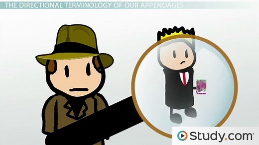 Anatomical Terms for Hands, Feet & Limbs | List & Meaning