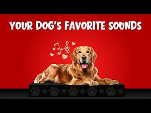 Play This! Your Dog's Favorite Sounds 🐶 10 Sounds Dogs Love