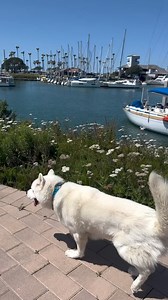 My favorite kinda prance is prancing to see a friend 🥹 Let’s bound on up to our loved ones more today 🤗 Let’s show em just how much they mean to us 🥰 Let’s be affectionate and kind and grateful 🙏 Love 🐾 #YourHappyCoach, Fenix xoxoxoxo #Dogsarethebest #dogsarethebestteachers #dogsarethebesttherapy #dogsarethebestlifecoaches #happydog #prancingdog #dancingdog #dog #husky #dogs #dogsrule FYI — I have a neurological disorder called Cerebellar Hypoplasia which affects my coordination and balance