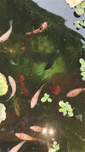 There are all female Bettas #fish #bettafishuae #bettabowl #guppy #bettadubai #fishbowl #aquarium