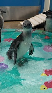 The African penguin chicks at Mystic Aquarium have been introduced to water as they start to prepare for their first swim and integrating with the full colony on habitat! | Mystic Aquarium