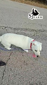 30 reactions | This is Annie, one of my Board and Train students...