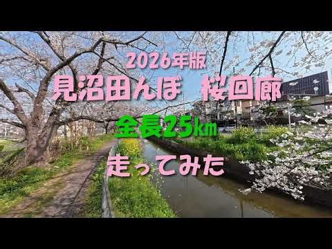見沼田んぼの桜回廊25㎞走ってみた