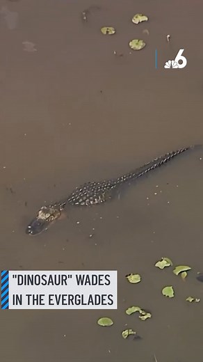 288K views · 3.8K reactions | Chopper6 captured a big gator swimming through the Everglades  Florida’s largest native reptile is a cold-blooded animal that regulates its body temperature by basking in the sun or moving to warmer or cooler air or water, according to the Florida Fish and Wildlife Conservation Commission. #everglades #florida #alligator | NBC 6 | Facebook