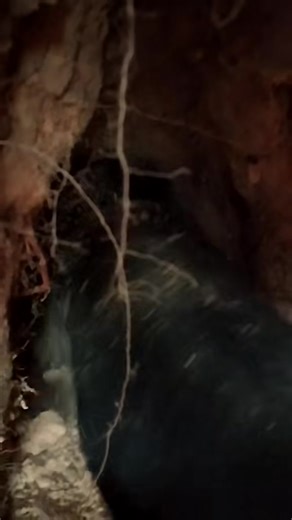 jagdterrierpuppies German Jagd Terrier puppies avallable for adoption! *: Some of these little hunters are not tully vaccinated yet, but we also have German Jagd Terriers updated with shots and ready for loving homes immediately. We have several litters - some from the best working and family lines - so you’re welcome to take part in the selection process and arrange a meeting or delivery if you’re within driving distance. They have excellent temperaments, high intelligence, and make great compa