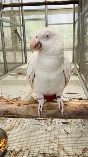 470 reactions · 20 shares | Lutino african gray parrot. #LutinoAfricanGrey #AfricanGreyParrot #RareParrot #ExoticParrots #ColorMutation #TalkingParrot #BeautifulParrots #BirdLovers #ParrotBreeding #ParrotCollection #ParrotAddict #RareBirds #StunningParrots #ParrotLife #AvianBeauty | Nihal Bird's Canvass | Facebook