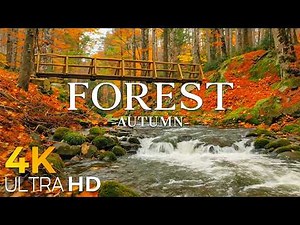 Autumn Forest 4K 🍁 Golden Leaves, Misty Woodlands & Peaceful Nature Escape