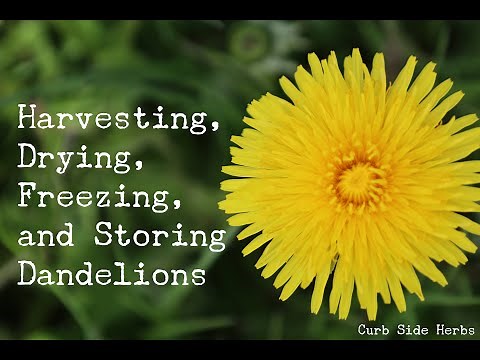 Harvesting, Drying, Freezing and Storing Dandelions
