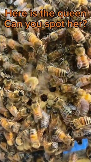 Inside the Royal Court: The Hidden Queen Bee 👑