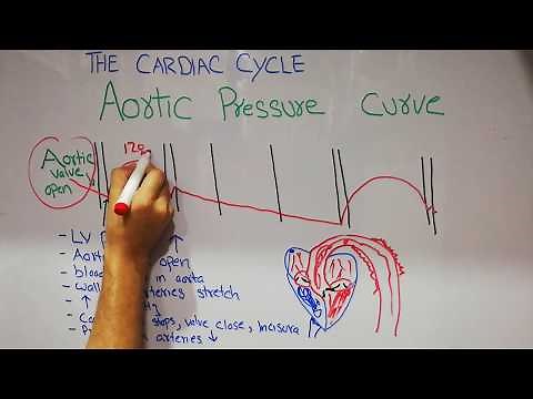 CVS physiology lecture 7 | Aortic pressure curve | Incisura | The cardiac cycle