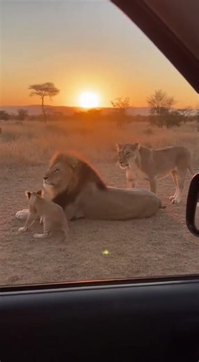 Lion King in Real Life! 🦁 Heartwarming Moment Between a Lion Cub and His Father at Sunset