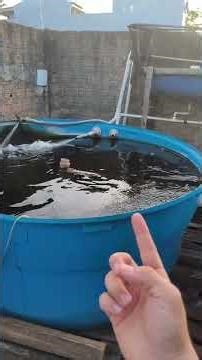 How to start building a fish farming arena in a water tank!