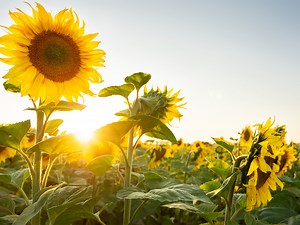 Réussir le semis de tournesol : guide pratique et conseils clés