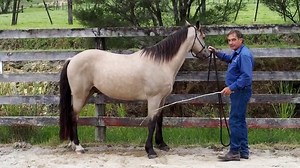 This week Ken teaches us the start of the Spanish walk with a horse that has never learned it before. Enjoy! | Dromgool Horsemanship