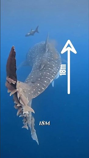 Requin-Baleine : Le Monstre Marin le Plus Terrifiant des Océans 🦈#shortvideo
