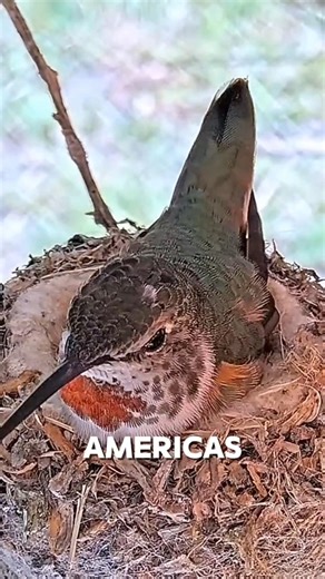 The Hummingbird’s Secret Drinking Trick