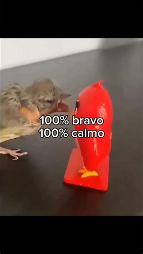 Such cute animals 🥰🐾