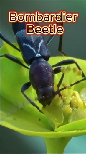 Bombardier Beetle: The Incredible Insect That Fires Boiling Chemical Bombs!