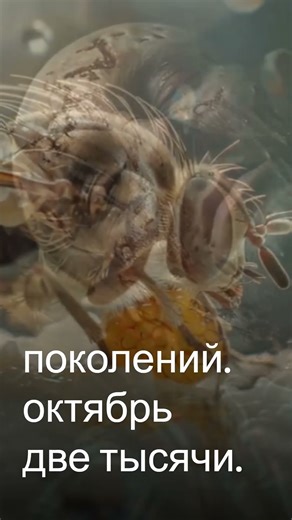 SCP 027 - Rat Colony Inside