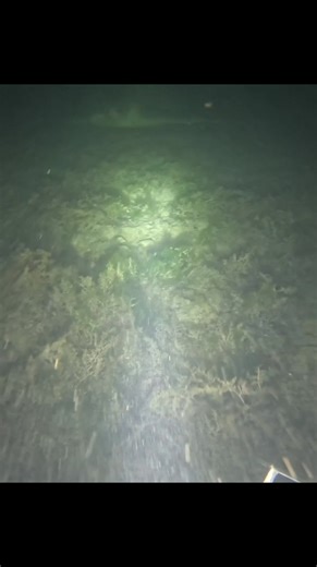 18K views · 229 reactions | Close encounter of gian pawikan -nightdive | Swasin explorer | Facebook