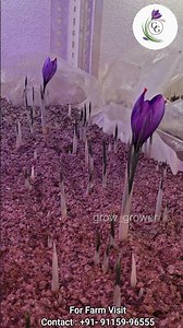 🌸 Saffron Flower Blooming Hyperlapse | Indoor Saffron Farm 🌸