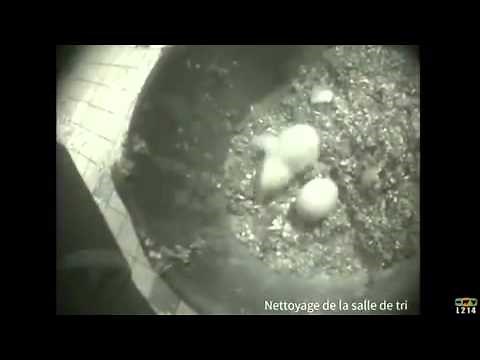 Male chicks being shredded at chicken factory