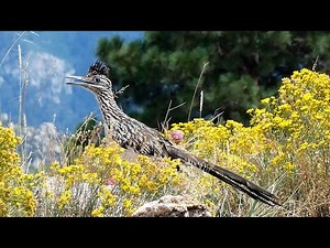 Greater Roadrunner - Bill Rattle (Bird Sounds), Flight, Run, Tail Wag, Sunbathing