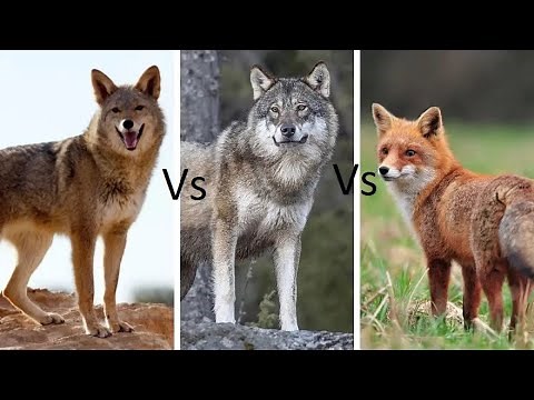 The Distinctive Canidae Family