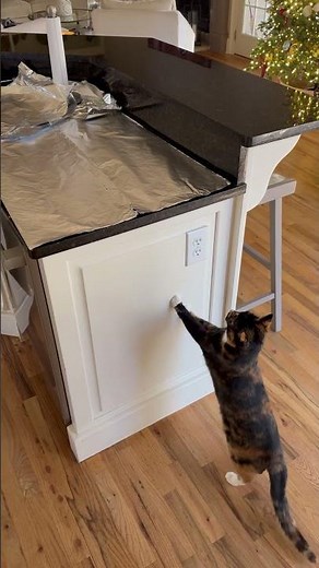 Cat Jumps On Foil Covered Counter, Gets Instant Surprise