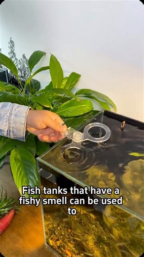My Garden Ideas | How to grow your hydroponic plants in a fish tank, the benefits #indoorplants #houseplants #plants #homegarden #hydroponics #fishtank | Instagram