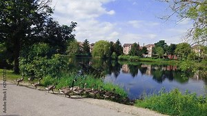 A family of Canada geese marches into a pond. Improved coloring.