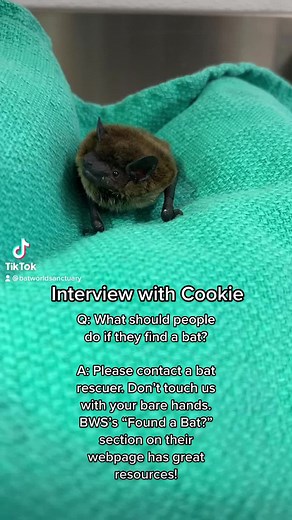 311K views · 5.1K reactions | A throwback to our interview with Cookie! Remember: if you find a bat, please contact us at 940-325-3404 or use our rescue locator map https://batworld.org/local-rescue/ to find a trained bat rescuer near you. | Bat World Sanctuary | Facebook