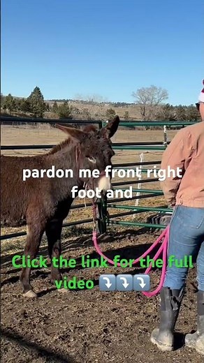 Halter Training Wild Donkeys: Everything You Need To Know